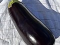 Optisch ansprechend - kulinarisch vielseitig: Aubergine | © Tartuffel